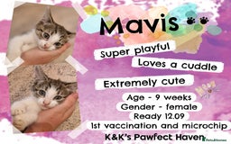 Domestic Shorthair cats for sale: Kittens and cats for adoption.  - Image 7
