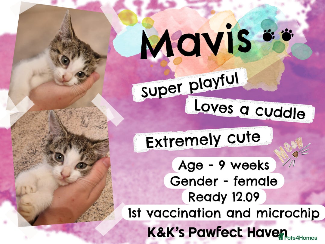 Domestic Shorthair cats for sale: Kittens and cats for adoption.  - Image 7