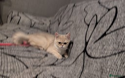 British Shorthair cats for sale: Little funny adorable girl  - Image 9