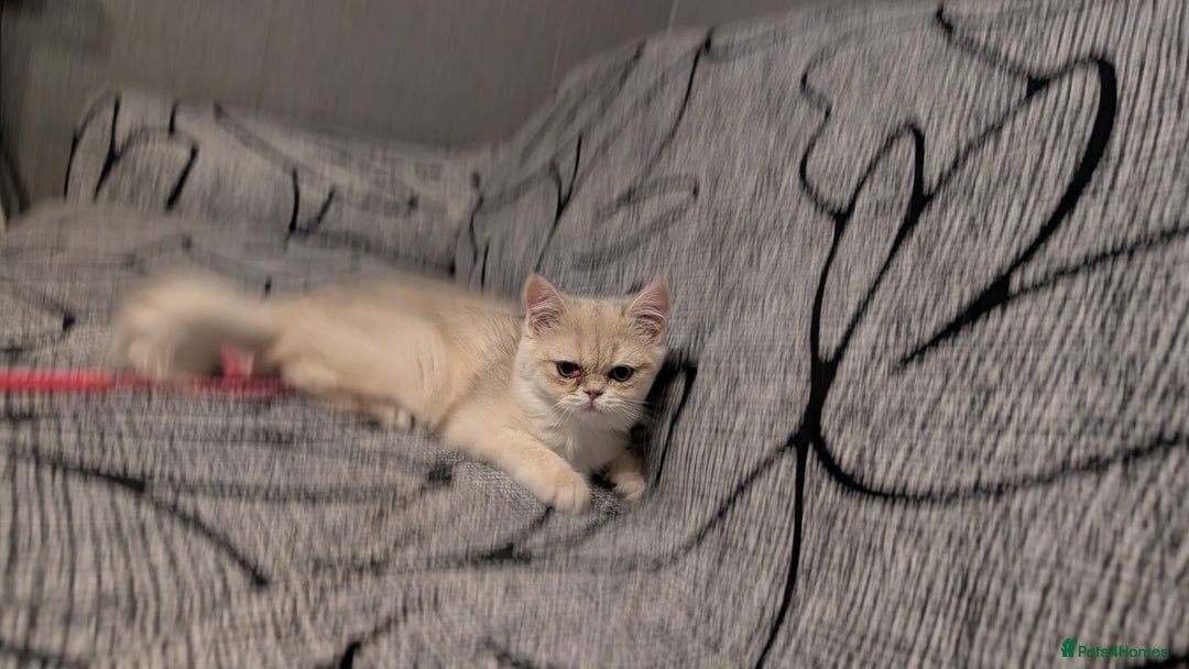 British Shorthair cats for sale: Little funny adorable girl  - Image 9