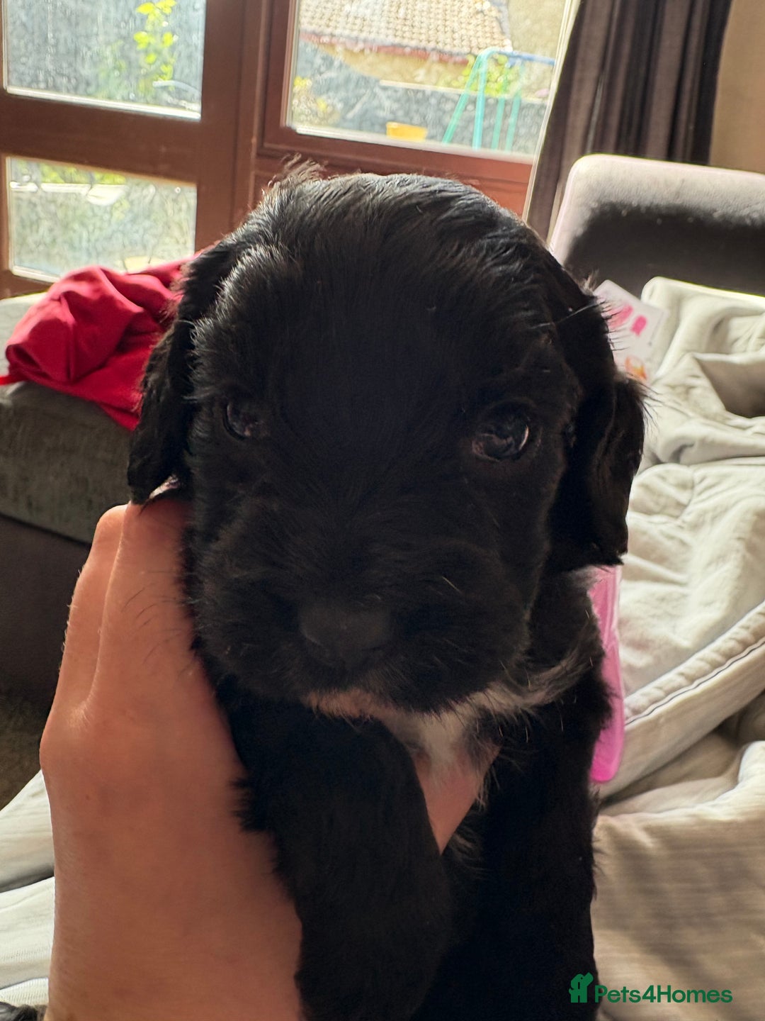 Mixed Breed dogs for sale: 4x male cocker pups  - Image 3