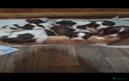 Sprocker dogs for sale: Beautiful sprocker puppies  - Image 2