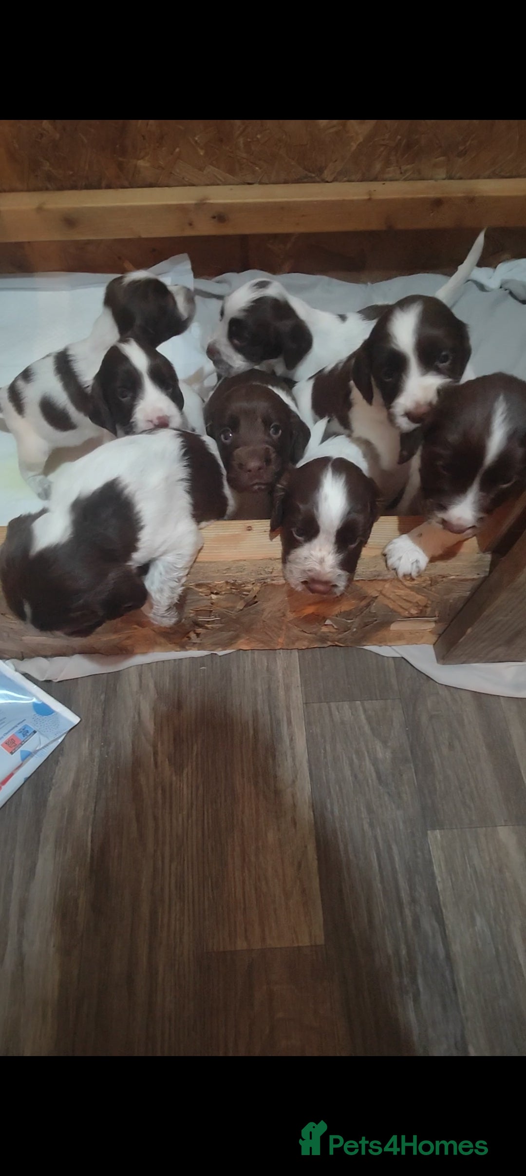 Sprocker dogs for sale: Beautiful sprocker puppies  - Image 2