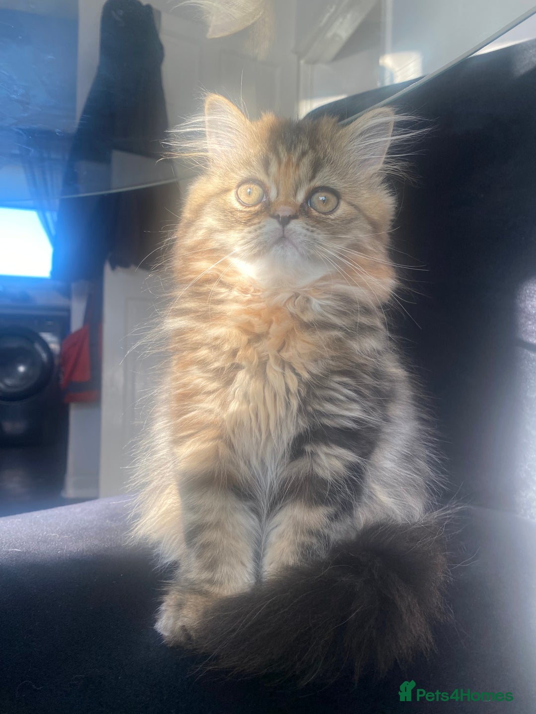 Persian cats for sale: Persian kitten still looking for her forever home  in Gateshead - Image 4