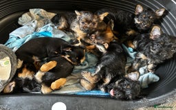Chorkie dogs for sale: 9 weeks old puppies Yorkshire terrier chihuahuas - Image 12