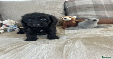 Cockapoo dogs - Advert 8