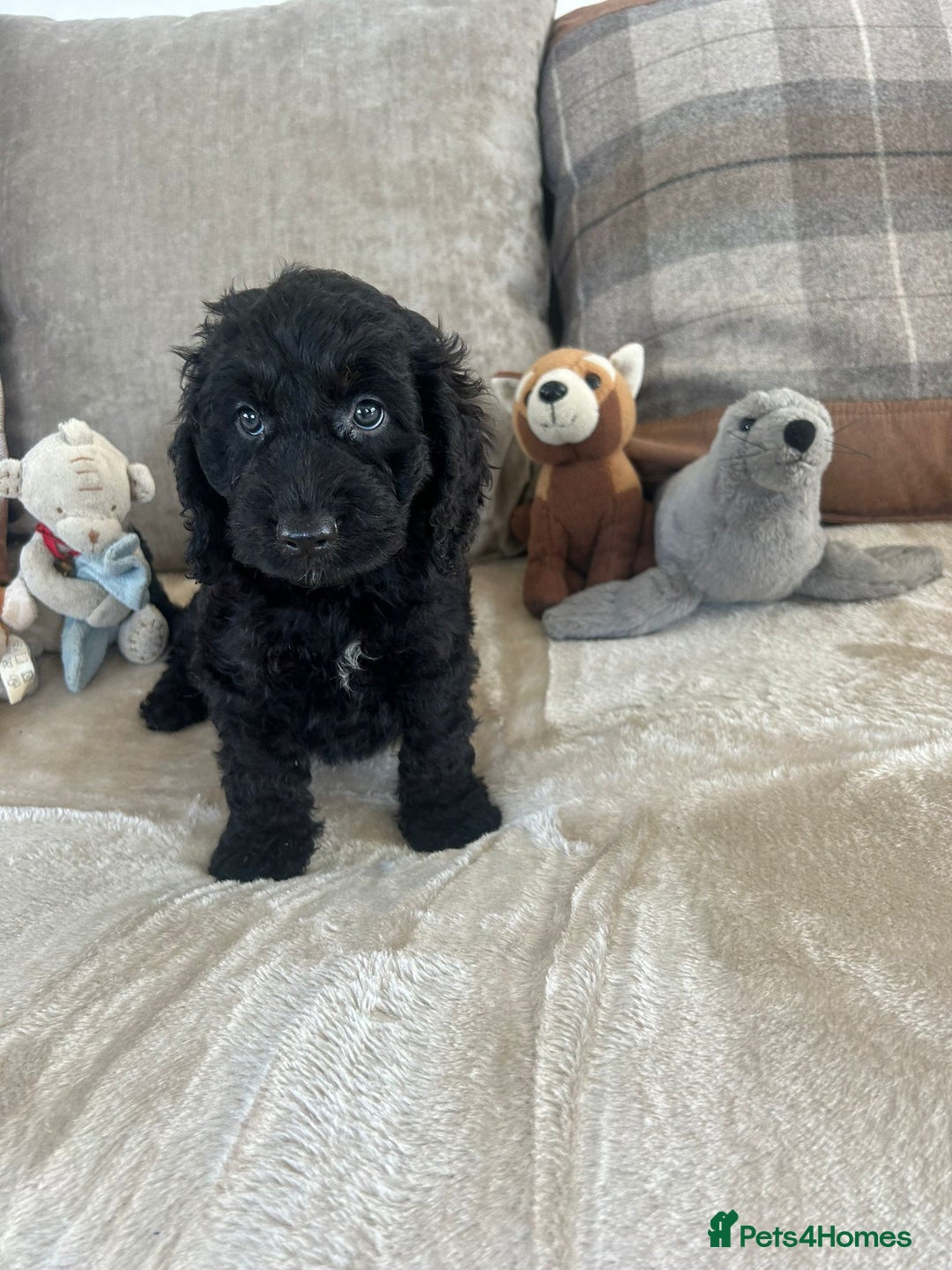 Cockapoo dogs for sale: Gorgeous F1 cockapoo puppies  - Image 7