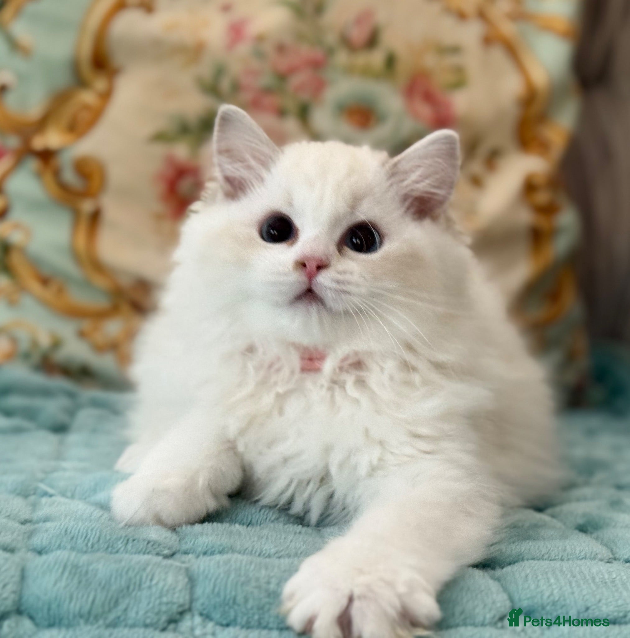 Ragdoll cats 2 Active girls  - Advert 1