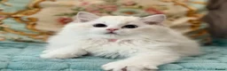 Ragdoll cats for sale: 2 Active girls  - Advert 1