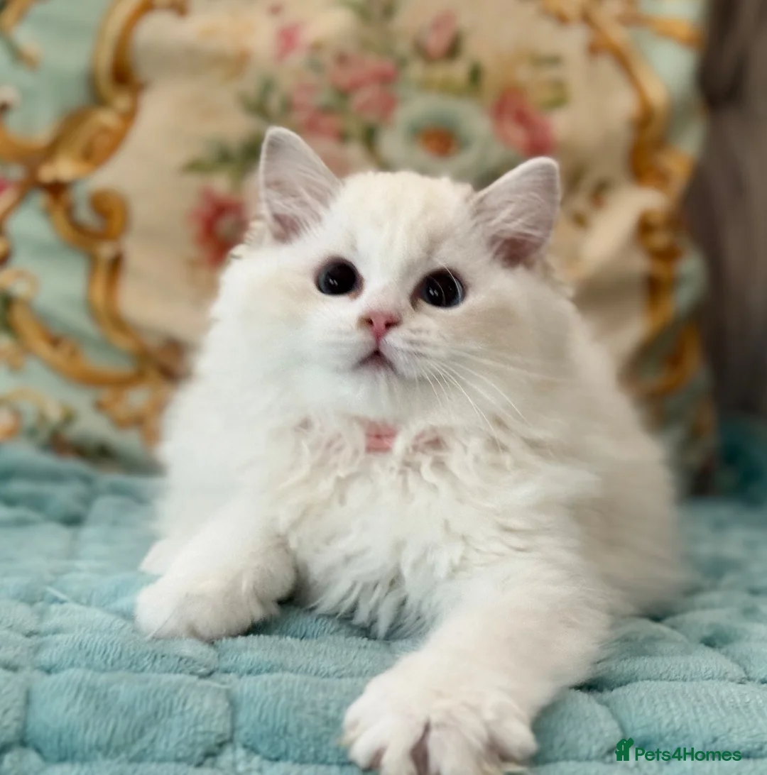 Ragdoll cats for sale: 2 Active girls  - Advert 1