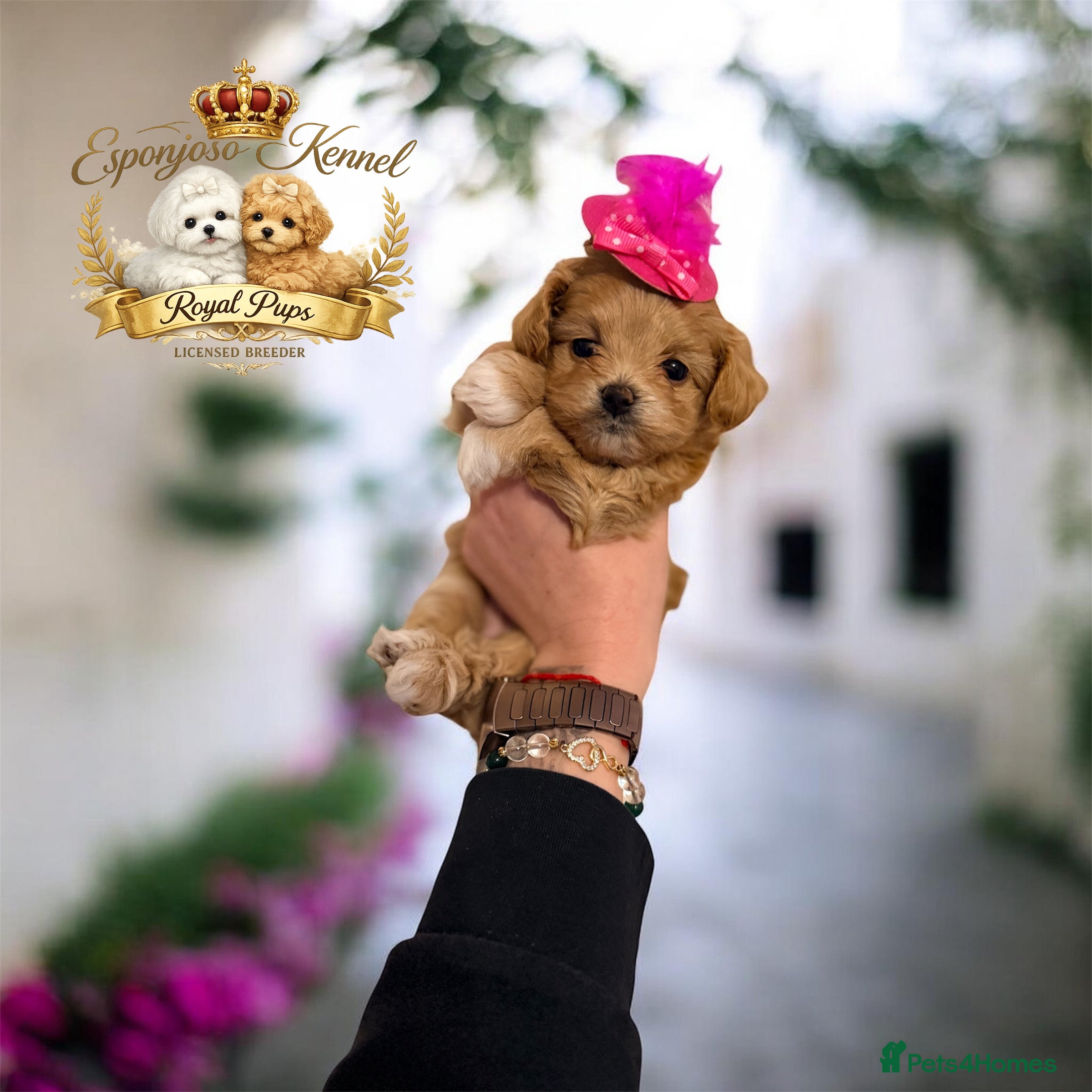 Maltipoo dogs 👑One in a Million F1 tiny Asian Maltipoo👑 - Advert 3