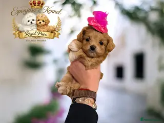 Maltipoo dogs 👑One in a Million F1 tiny Asian Maltipoo👑 - Advert 3
