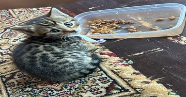 Bengal cats - Advert 3