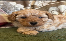 Cavapoo dogs for sale: Florence F1b Golden Cavapoo Girl - Image 4