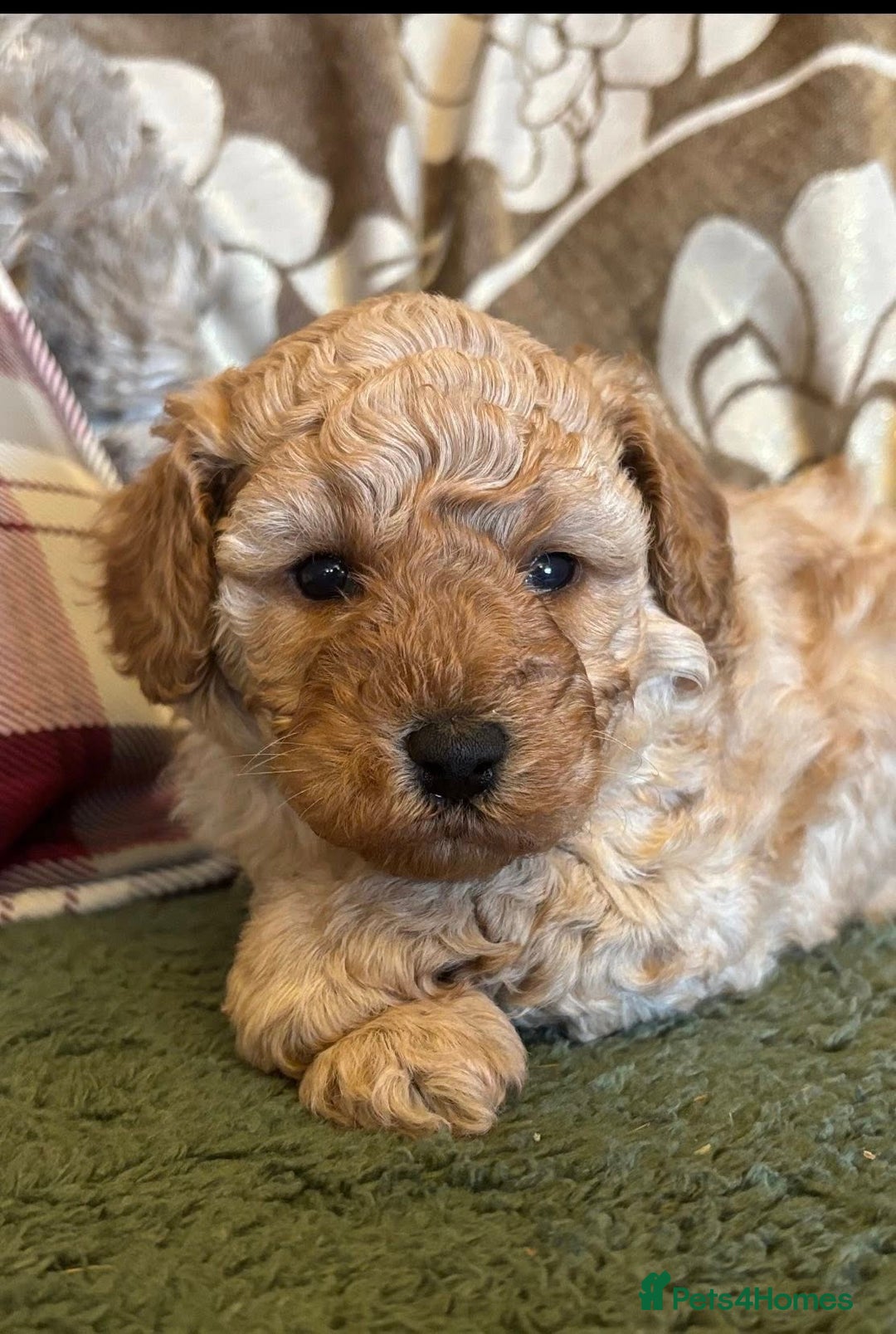 Cavapoo dogs for sale: Florence F1b Golden Cavapoo Girl - Image 4
