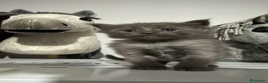 Maine Coon 4