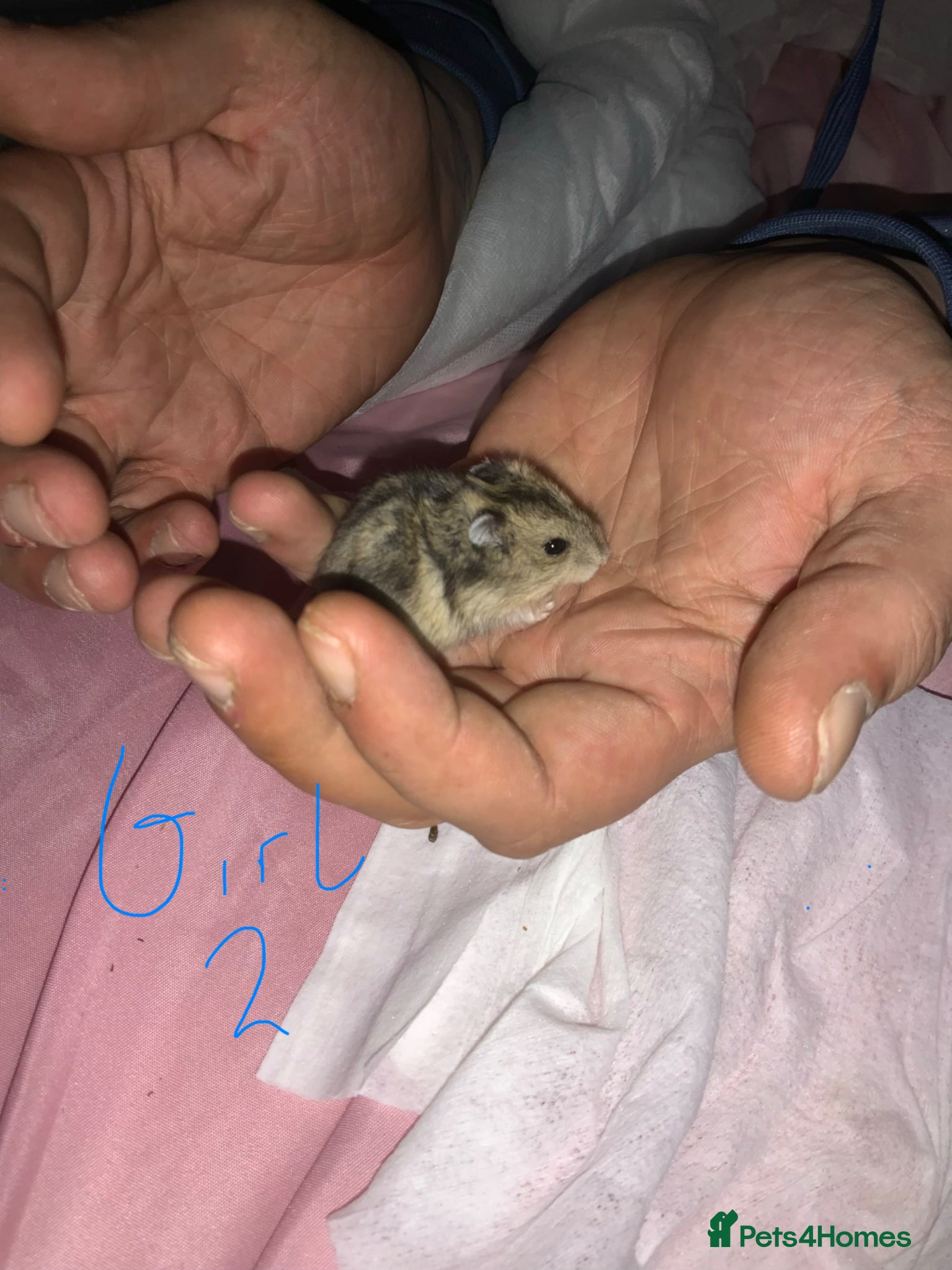 Hamster rodents Baby Russian Dwarf hamsters - Advert 13