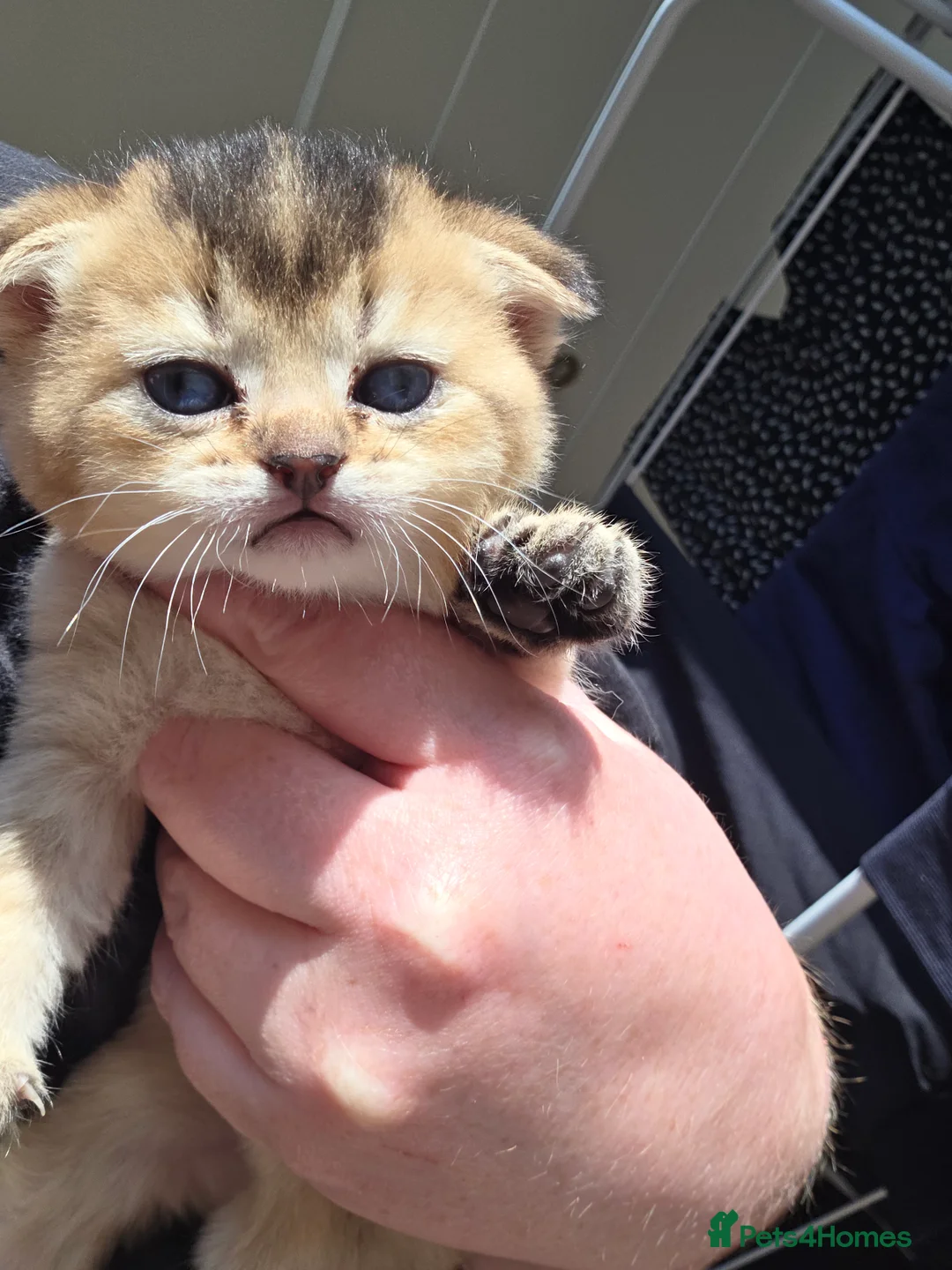 Scottish Fold cats for sale: Beautiful Scottish fold kittens  - Advert 2