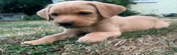Labrador Retriever dogs for sale:  KC Labrador puppies   - Advert 38