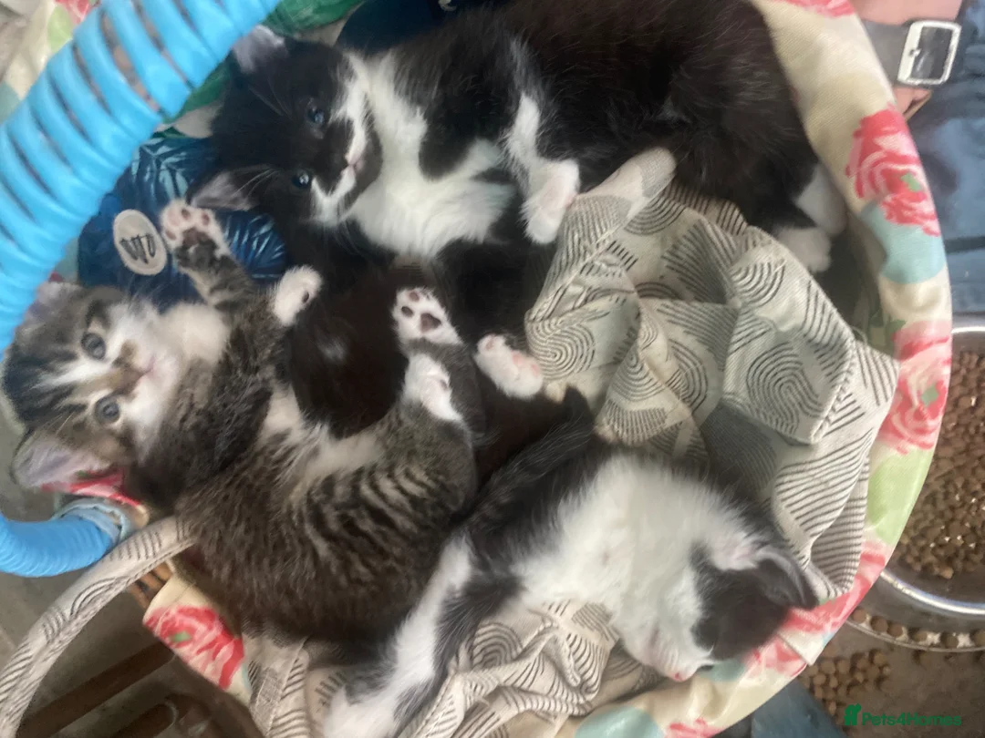 Mixed Breed cats for sale: Beautiful playful kittens  - Advert 1