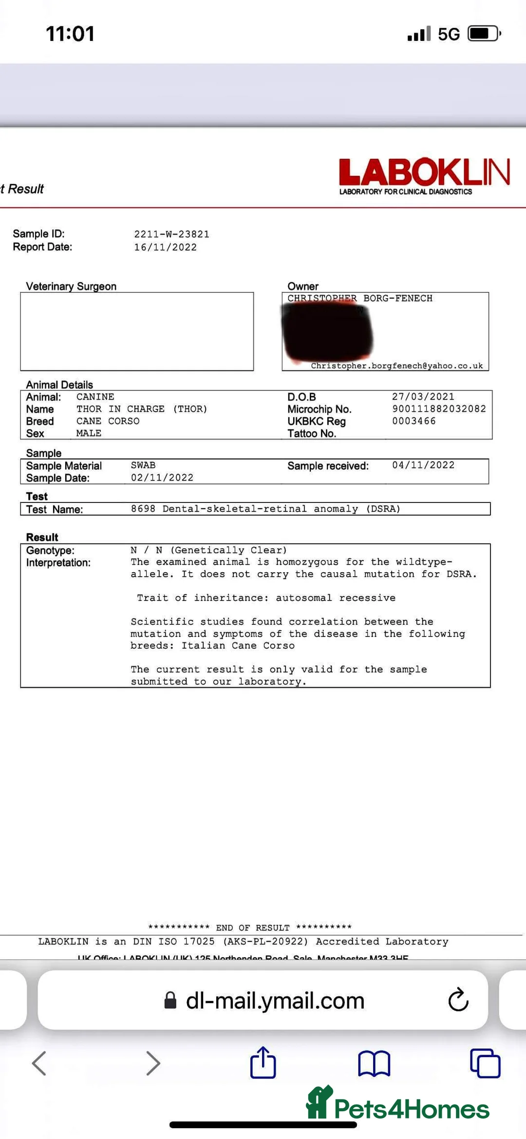 Cane Corso dogs for stud: Thor health tested proven Cane Corso for stud !!! in Cleethorpes - Advert 7