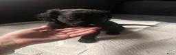 Cockapoo dogs for sale: F1B Cockapoo Puppies 💜🩵 - Advert 4