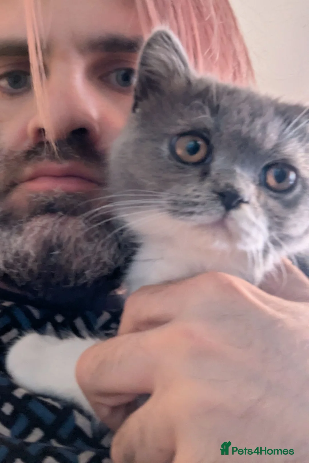 British Shorthair cats for sale: Meet Tom – The Bulk, The Legend, The Ex-Furby! 🐾 - Advert 7