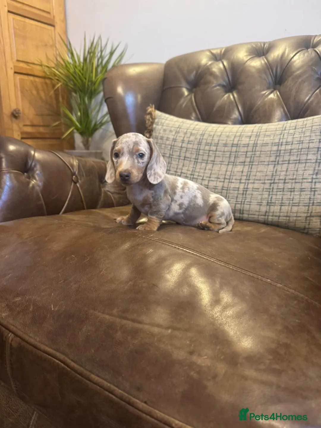 Dachshund dogs for sale: Miniature Dachshund Puppies  - Advert 3
