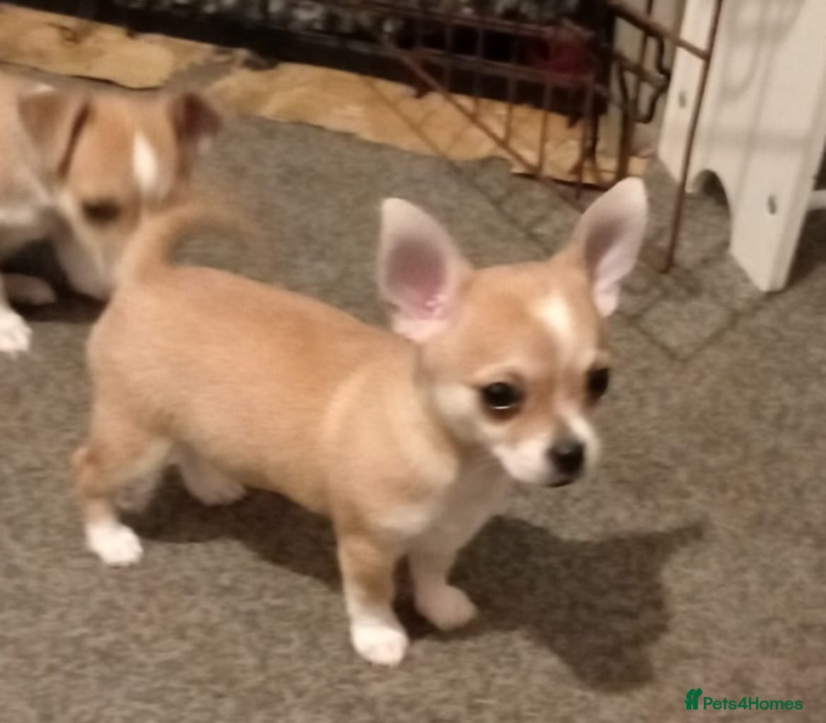 Chihuahua dogs 3/4 Chihuahua…1/4 Jack Russell. (JACKHUAHUA). - Advert 6