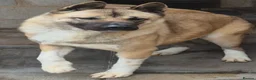 Akita dogs for sale: FEMALE AMERICAN AKITA - Advert 6