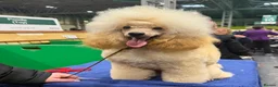 Toy Poodle dogs for stud: Health Tested & Crufts qualified Toy Poodle  - Advert 3