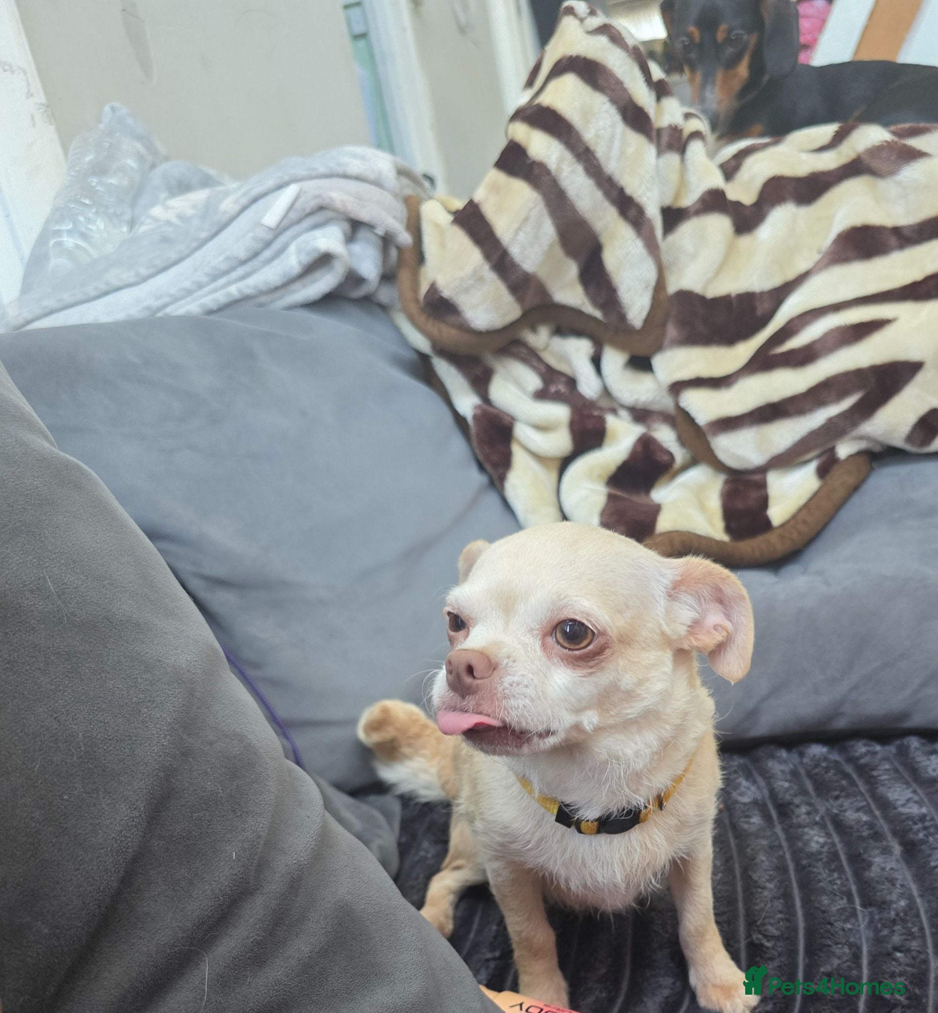 Chihuahua dogs Beautiful chihuahua  - Advert 4