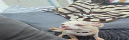 Chihuahua dogs for sale: Beautiful chihuahua  - Advert 1
