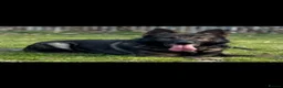 German Shepherd dogs for stud: czech shepherd for stud -   - Advert 1
