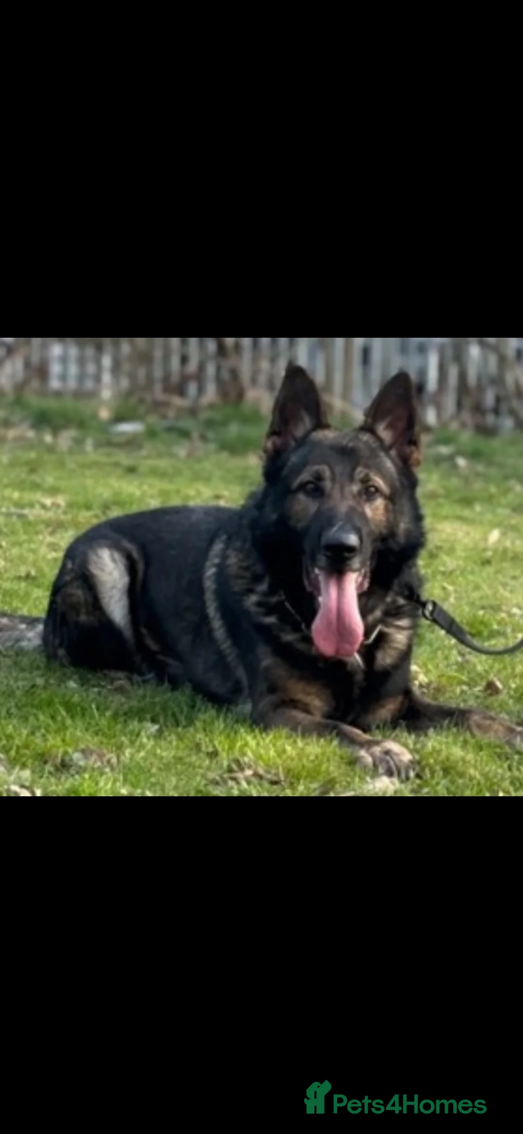 German Shepherd dogs for stud: czech shepherd for stud -   - Advert 1