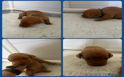 Labrador Retriever dogs for sale: Fox red Labrador Puppies - Image 12