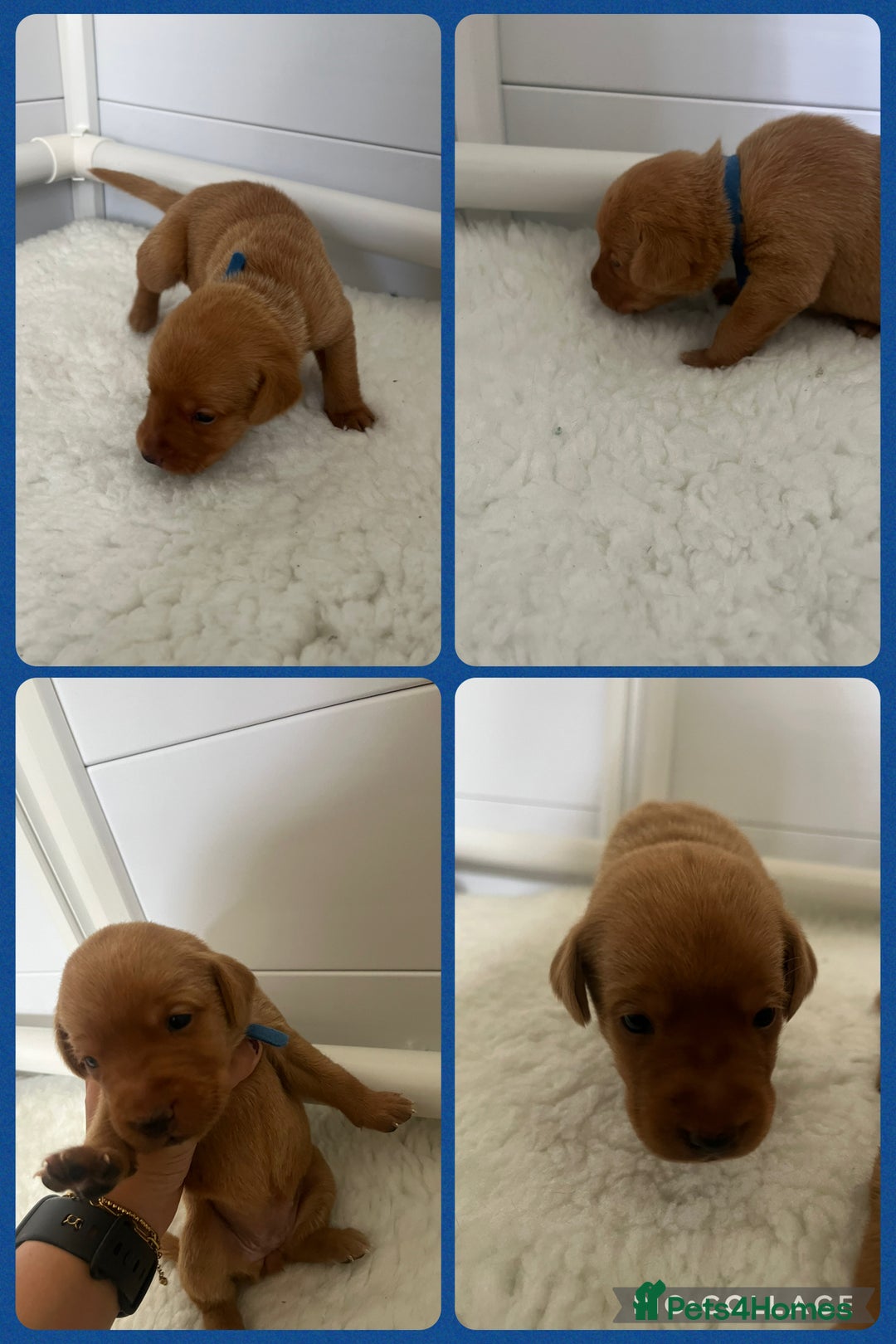 Labrador Retriever dogs for sale: Fox red Labrador Puppies - Image 12