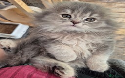 Scottish Fold cats for sale: Scottish Fold Dolls - Image 2