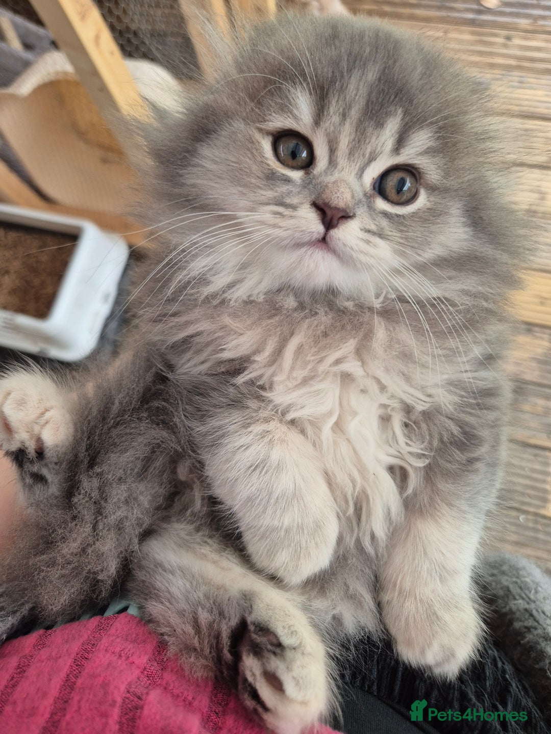 Scottish Fold cats for sale: Scottish Fold Dolls - Image 2