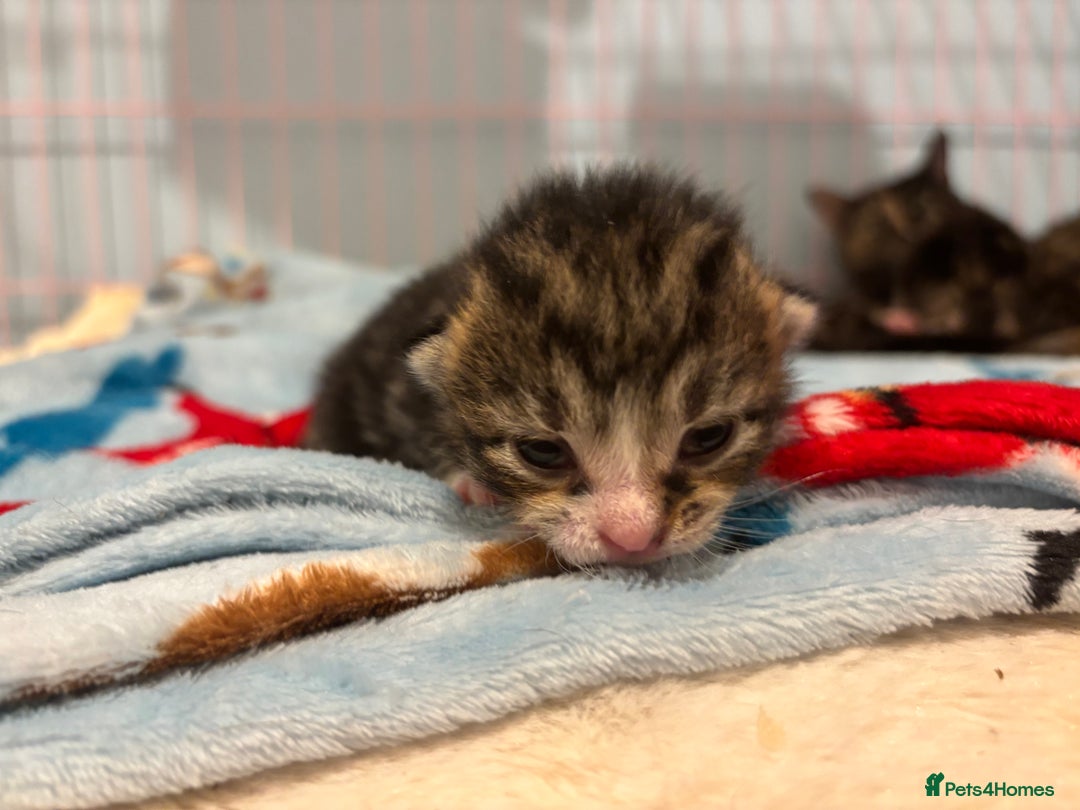 Mixed Breed cats for sale: 5 Gorgeous kittens for reserve - Image 7
