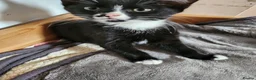Mixed Breed cats for sale: 2 kittens for sale  - Advert 8
