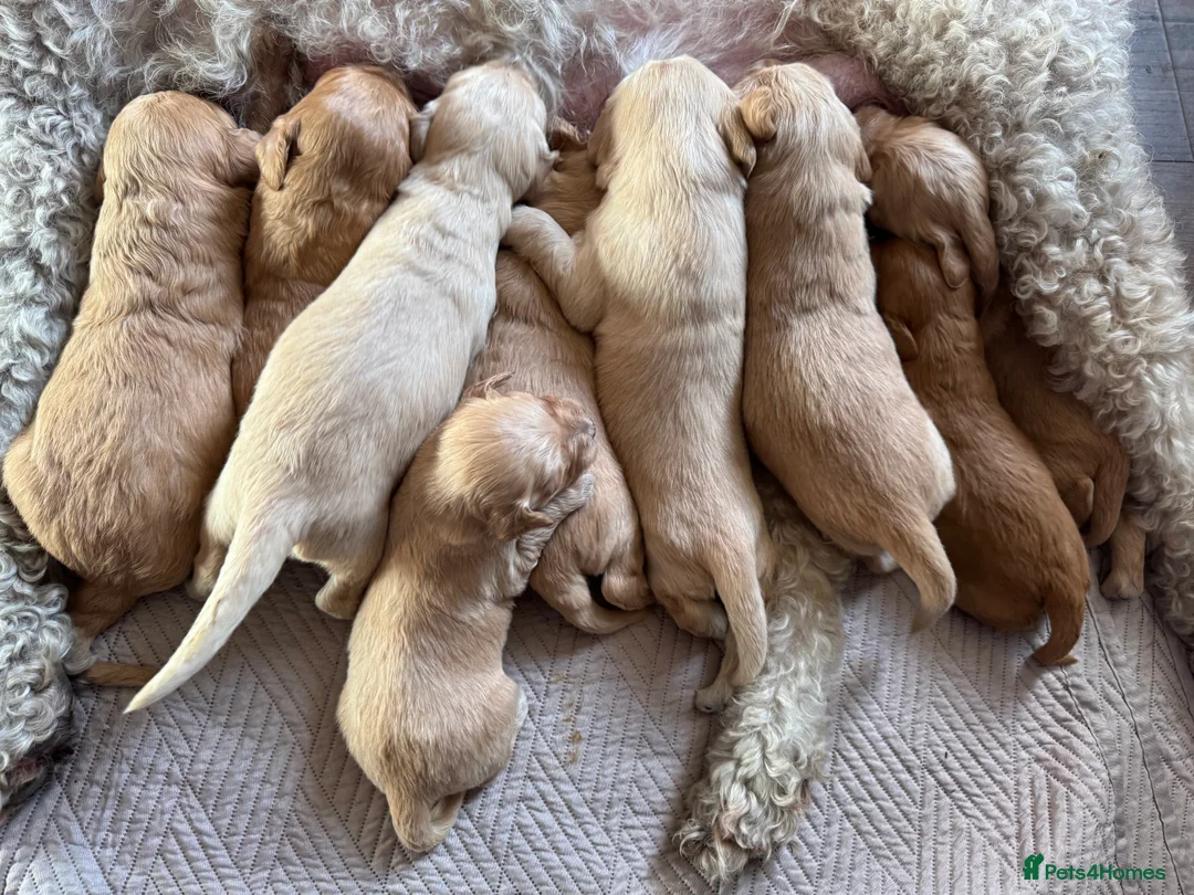 Goldendoodle dogs for sale: Expecptional goldendoodles - Advert 3