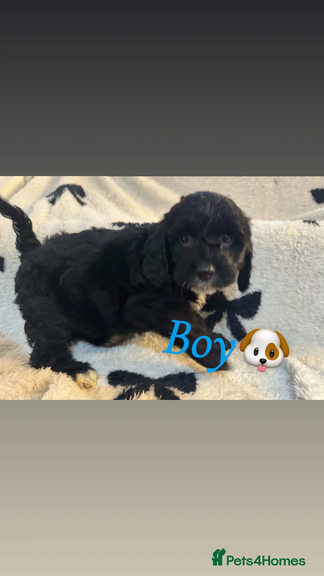 Cockapoo dogs for sale: Cockerpoo puppy’s  - Advert 10