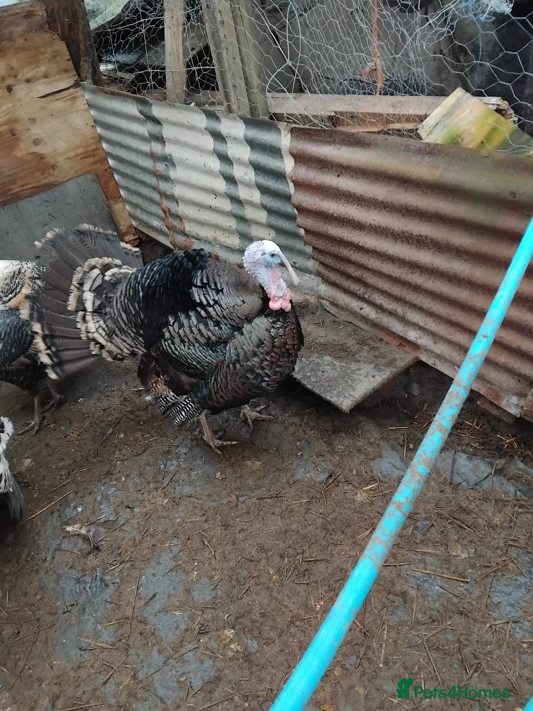 Turkeys poultry for sale: Turkeys  - Advert 2