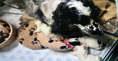 Cocker Spaniel dogs - Advert 1
