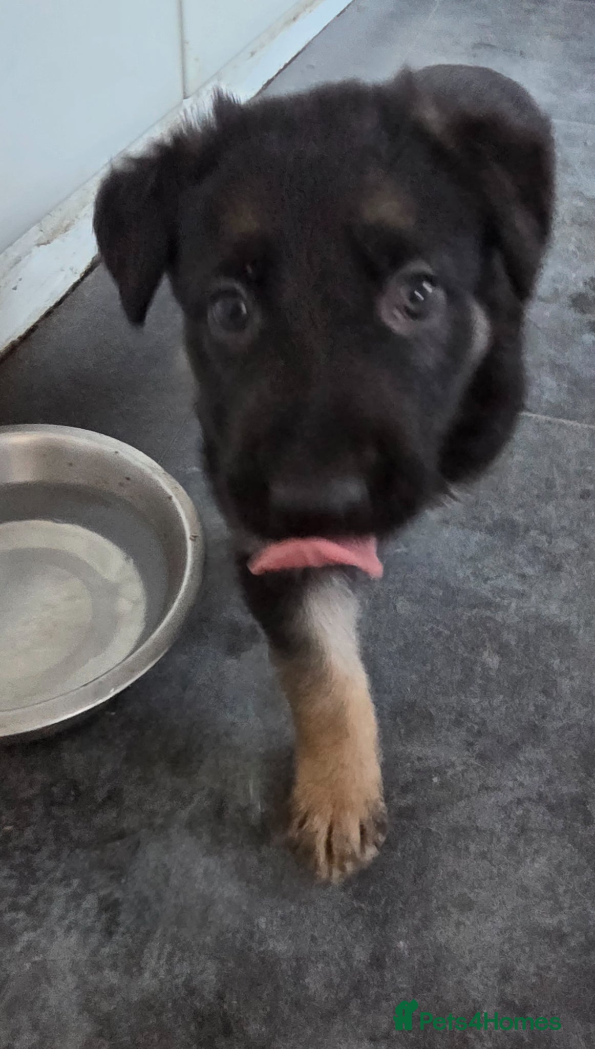 German Shepherd dogs German Shepherd pups - Advert 2