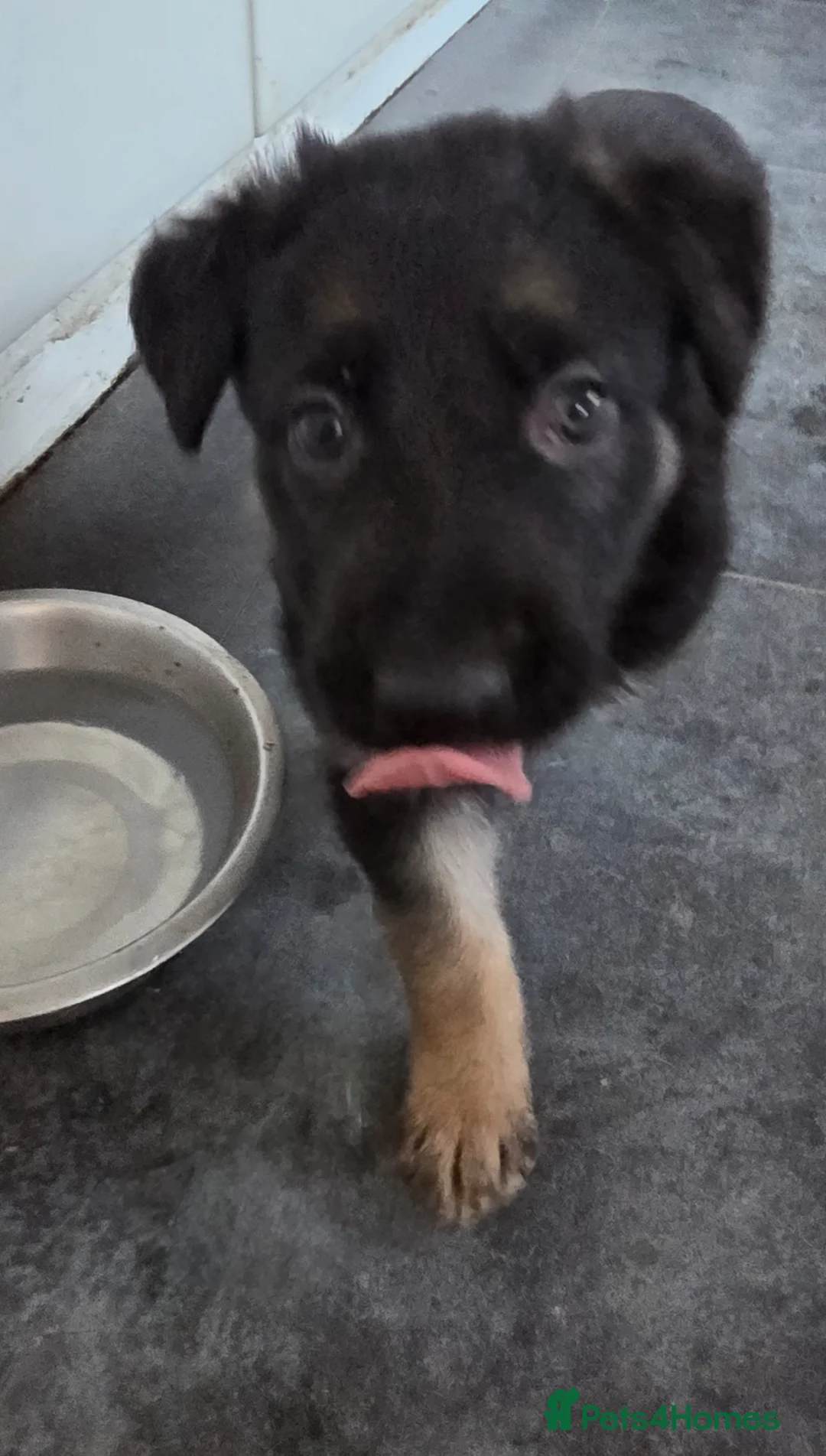 German Shepherd dogs for sale: German Shepherd pups - Advert 2