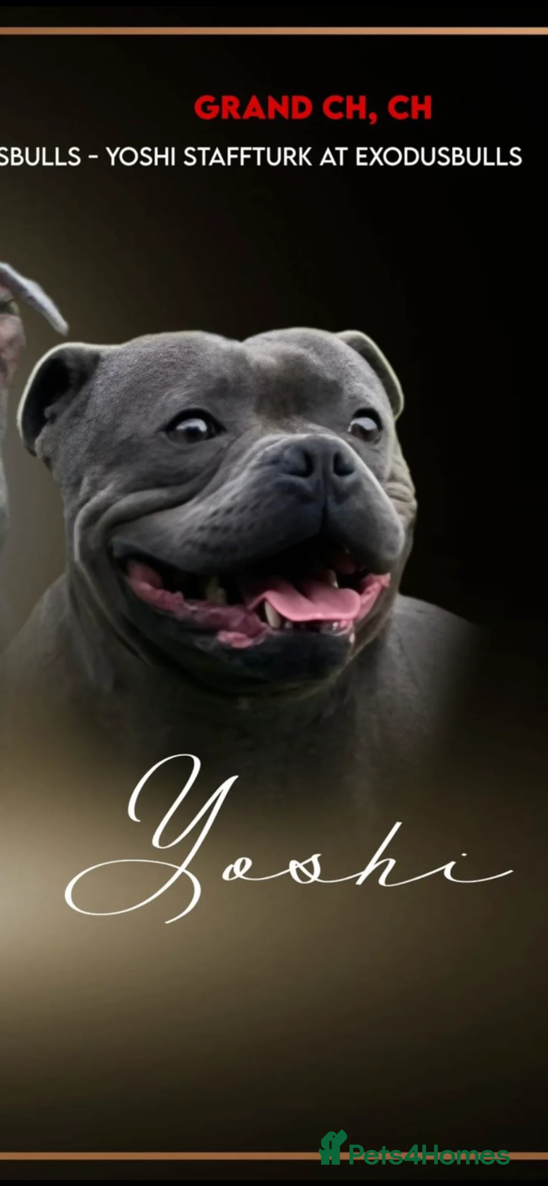 Staffordshire Bull Terrier dogs for stud: *THE UK'S TOP PRODUCING BLUE CHAMPION* in Faversham - Advert 22