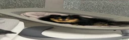 Pomeranian dogs for sale: Black & tan Pomeranian puppies 1 GIRL  - Advert 8