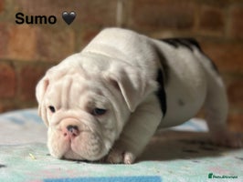 English Bulldog dogs 🌟 health tested parents 🌟 Olde English Puppies🌟 - Advert 1